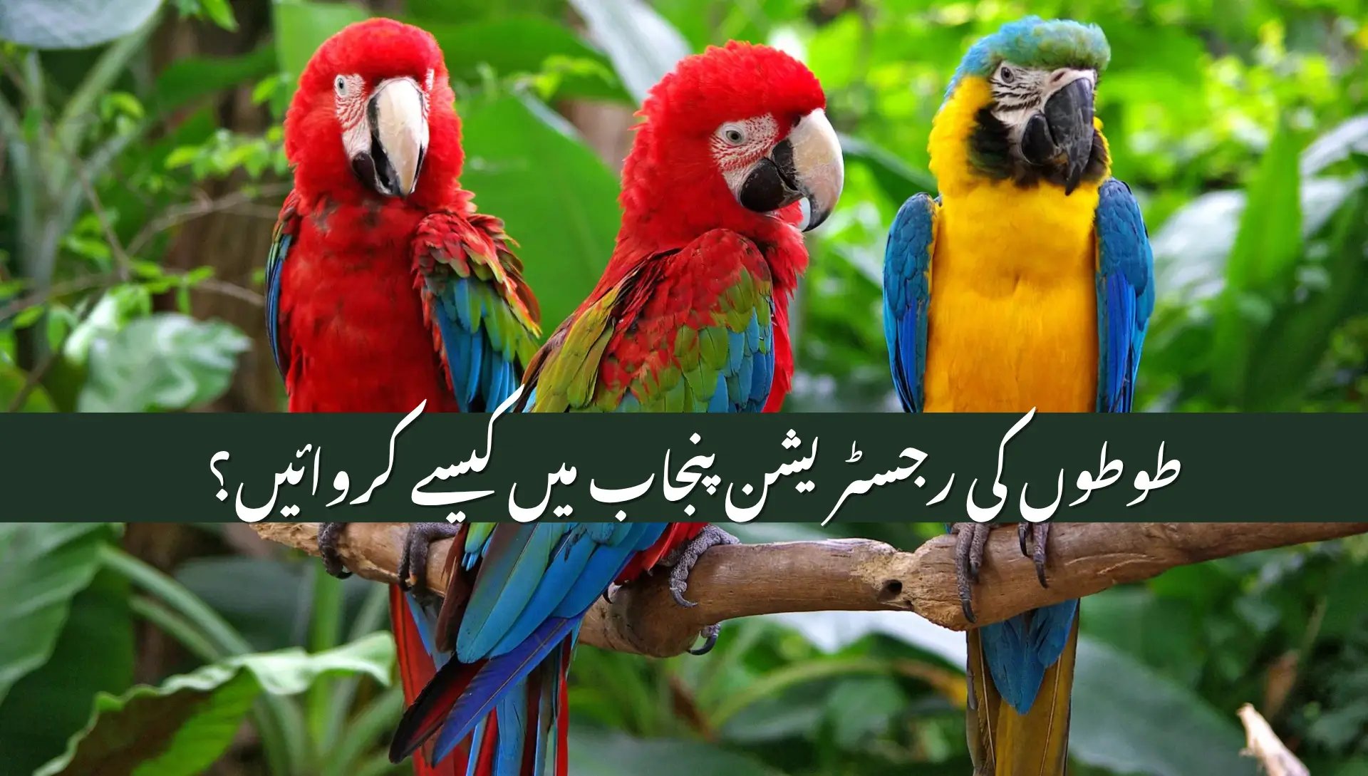Parrot Registration in Punjab